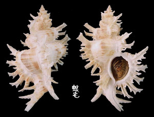 白千手螺 Chicoreus cnissodus 2