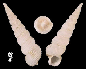 細肋海螄螺 Amaea gazeoides Kuroda et