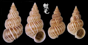 克氏海螄螺 Epitonium clementinum