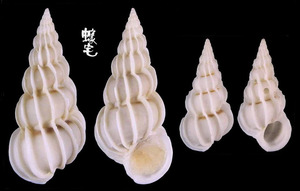 小海螄螺 Epitonium perplexa