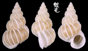 帕氏海螄螺 Epitonium pallasi