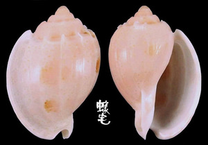 百花楊桃螺 Austroharpa punctata