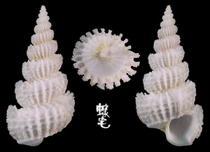 牙彫海螄螺 Cirsotrema edgari