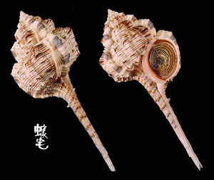 鷸頭骨螺 Haustellum haustellum 2