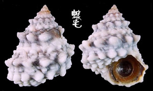 假結瘤玉黍螺 Echininus nodulosus