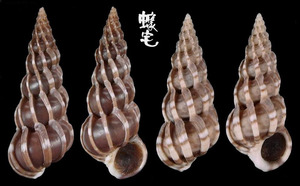 花格海螄螺 Epitonium clathrum