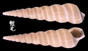 頂尖海螄螺 Amaea acumimata