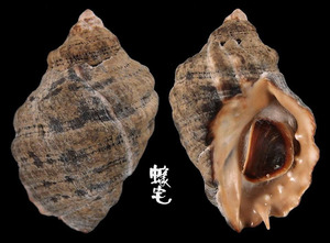 褐口刺岩螺 Acanthina lugubris
