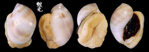 黑唇玉螺 Polinices melanostomus 2