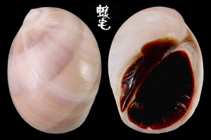 黑唇玉螺 Polinices melanostomus 4