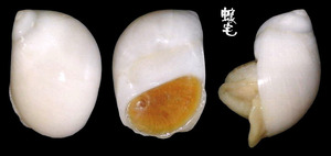 白玉螺 Polinices mammilla 1