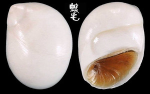 白玉螺 Polinices mammilla 2