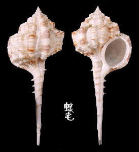 小鷸頭骨螺 Haustellum longicaudum