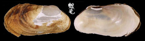 岩穴波浪蛤 Entodesma saxicolum