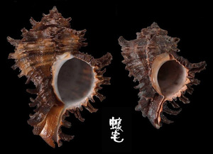 萵苣千手螺 Chicoreus cichoreum 4