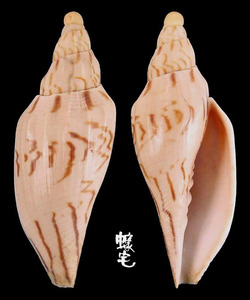 光華渦螺 Fulgoraria glabra