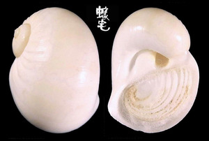 東方玉螺 Natica orientalis 1