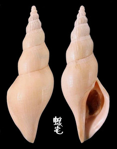 金筍渦螺 Fusivoluta clarkei