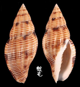 台灣渦螺 Lyria taiwanica