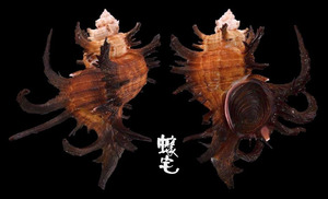 章魚千手螺 Chicoreus cornucervi