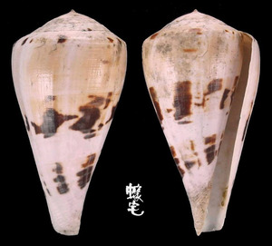 大中華芋螺 Conus tisii