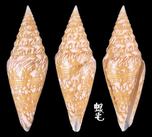 雪花芋螺 Conus excelsus