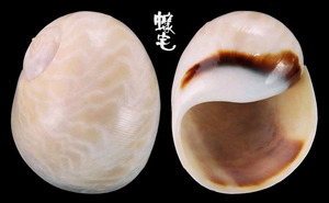 波光玉螺 Globularia fluctuata