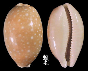白星寶螺 Cypraea vitellus 5