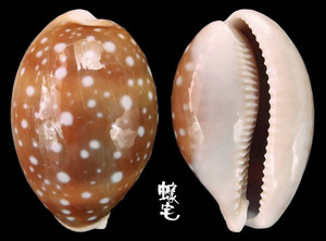 白星寶螺 Cypraea vitellus 6