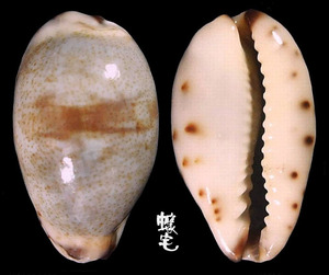 小眼寶螺 Cypraea gracilis 2