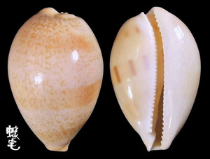蘭福寶螺 Cypraea langfordi 3
