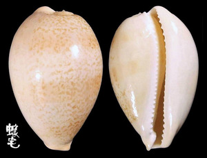 蘭福寶螺 Cypraea langfordi 4