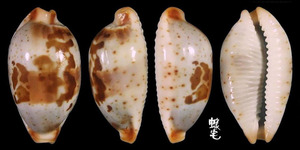 紅海寶螺 Cypraea erythraeensis