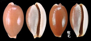 雞皮寶螺 Cypraea limacina 6