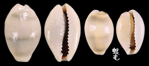 黃寶螺 Cypraea moneta 7