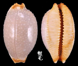 平滑鯊皮寶螺 Cypraea staphylaea laevigata 3