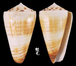 Ferrugineus芋螺 Conus ferrugineus 1