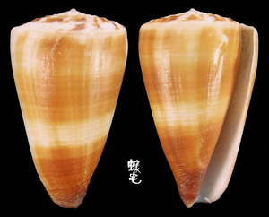 Ferrugineus芋螺 Conus ferrugineus 2