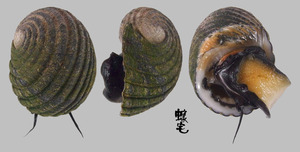 黑肋蜑螺 Nerita costata 1