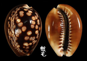 龜甲寶螺 Cypraea mauritiana 4