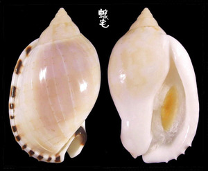 小鬘螺 Casmaria erinaceus 2