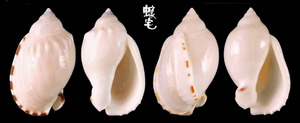 小鬘螺 Casmaria erinaceus 3
