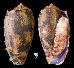鬱金香芋螺 Conus tulipa 2