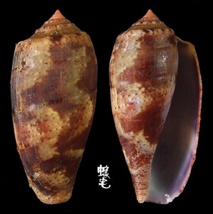 鬱金香芋螺 Conus tulipa 3