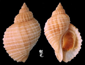 Squamosa岩螺 Nucella squamosa