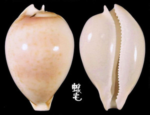 寺町寶螺 Cypraea teramachii 2