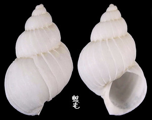 泡泡海螄螺 Epitonium bullatum