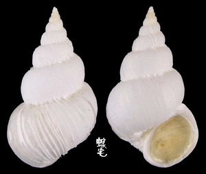 安奇洛托海螄螺 Epitonium ancillottoi