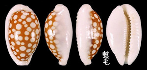 花鹿寶螺 Cypraea cribraria 3