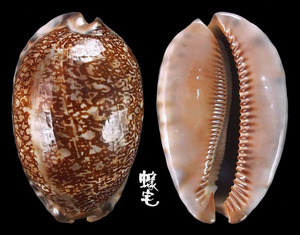 巨阿拉伯寶螺 Cypraea arabica immanis